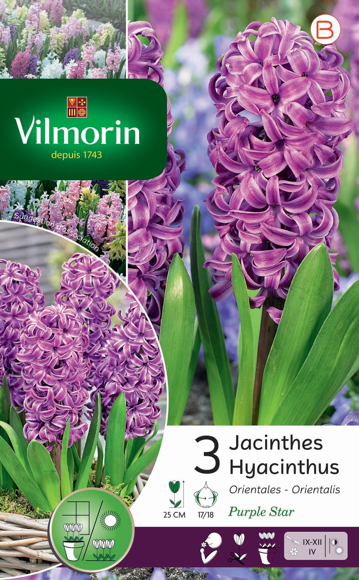 Bulbe Florale Hyacinthus Orientalis Violet Pourpre Leroy Merlin