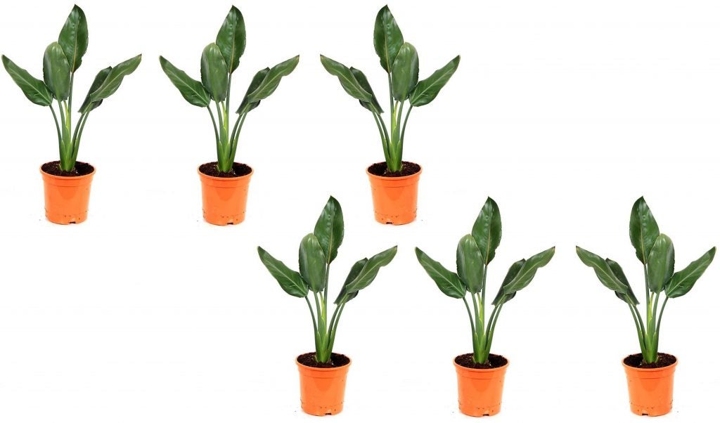 Set Piante Strelitzia Reginae Leroy Merlin