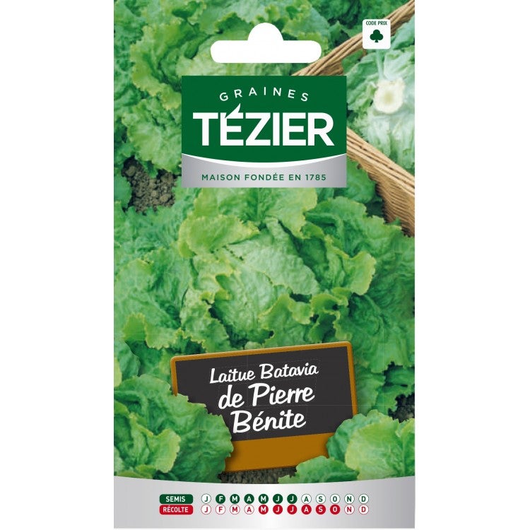 Tezier Laitue Batavia De Pierre B Nite Type Blonde De Paris Leroy