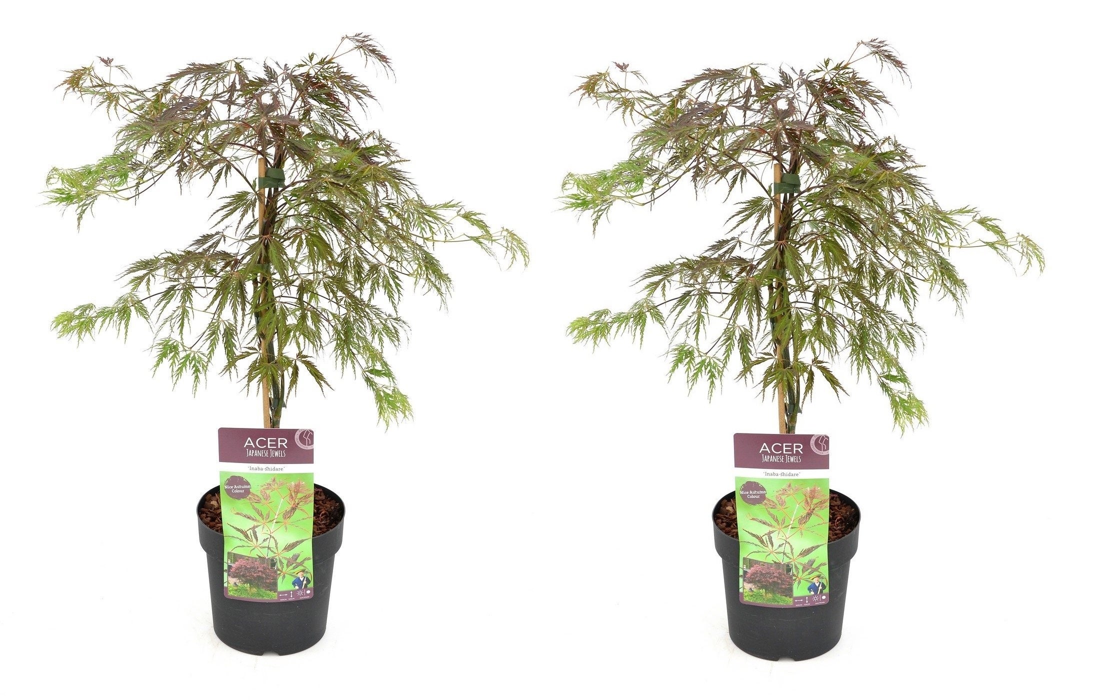 Acer Palmatum Inaba Shidare Set De 2 Erable Pot 13cm Hauteur