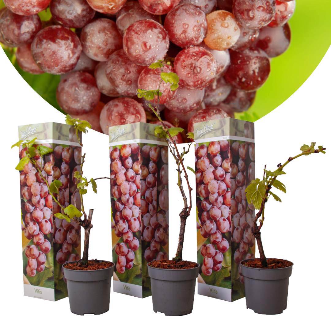 Plants De Raisin Set De Vitis Vinifera Rouge Pot Cm