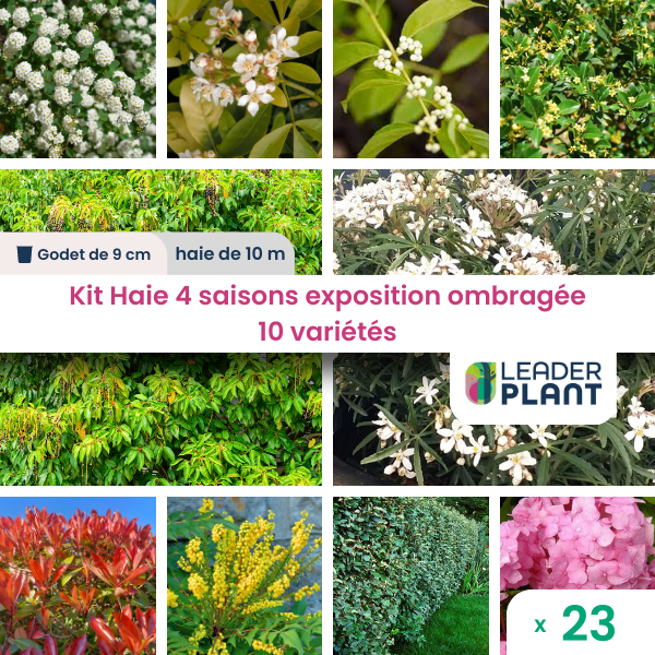 KIT Haie 4 saisons exposition ombragée 10 variétés Lot de 23 plants