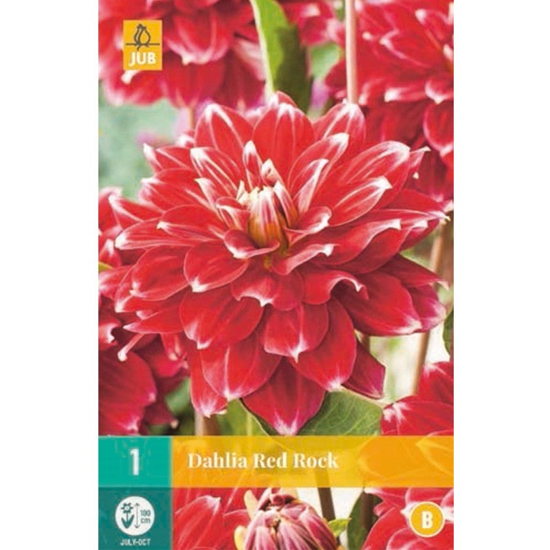 Bulbe Dahlia Red Rock Leroy Merlin