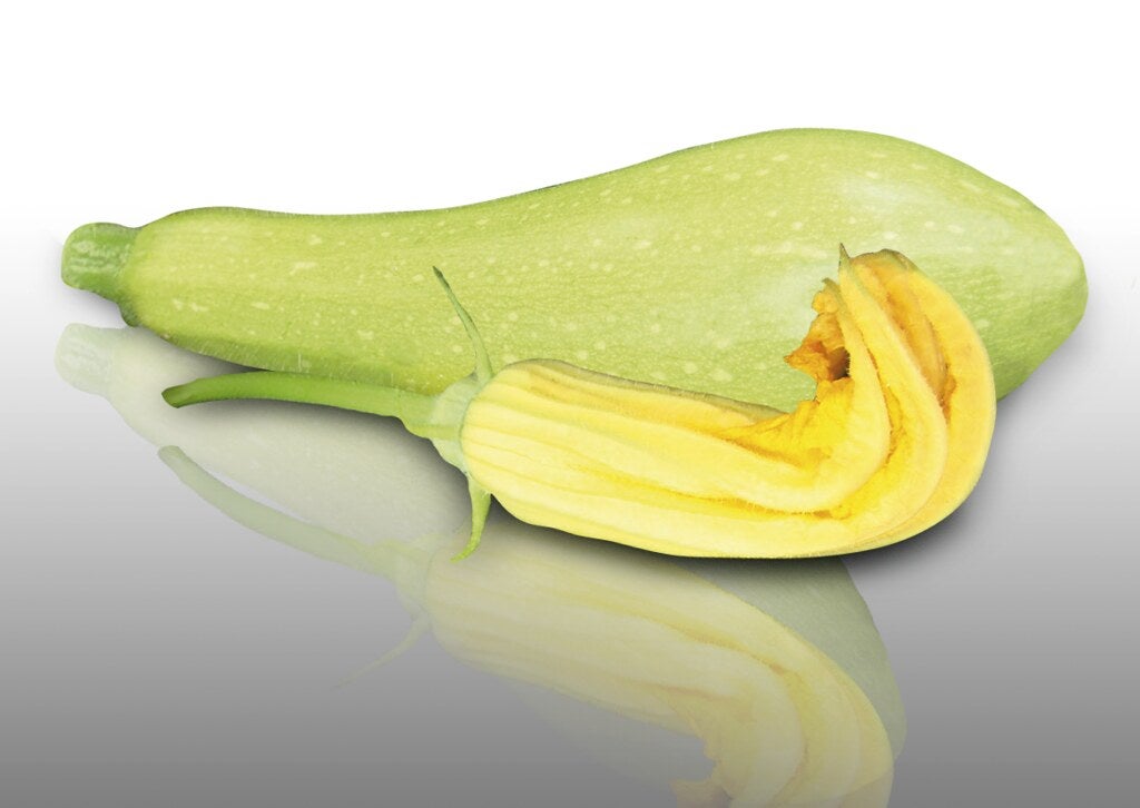 15 graines à semer Le Grenier d Abondance COURGETTE Blanche De