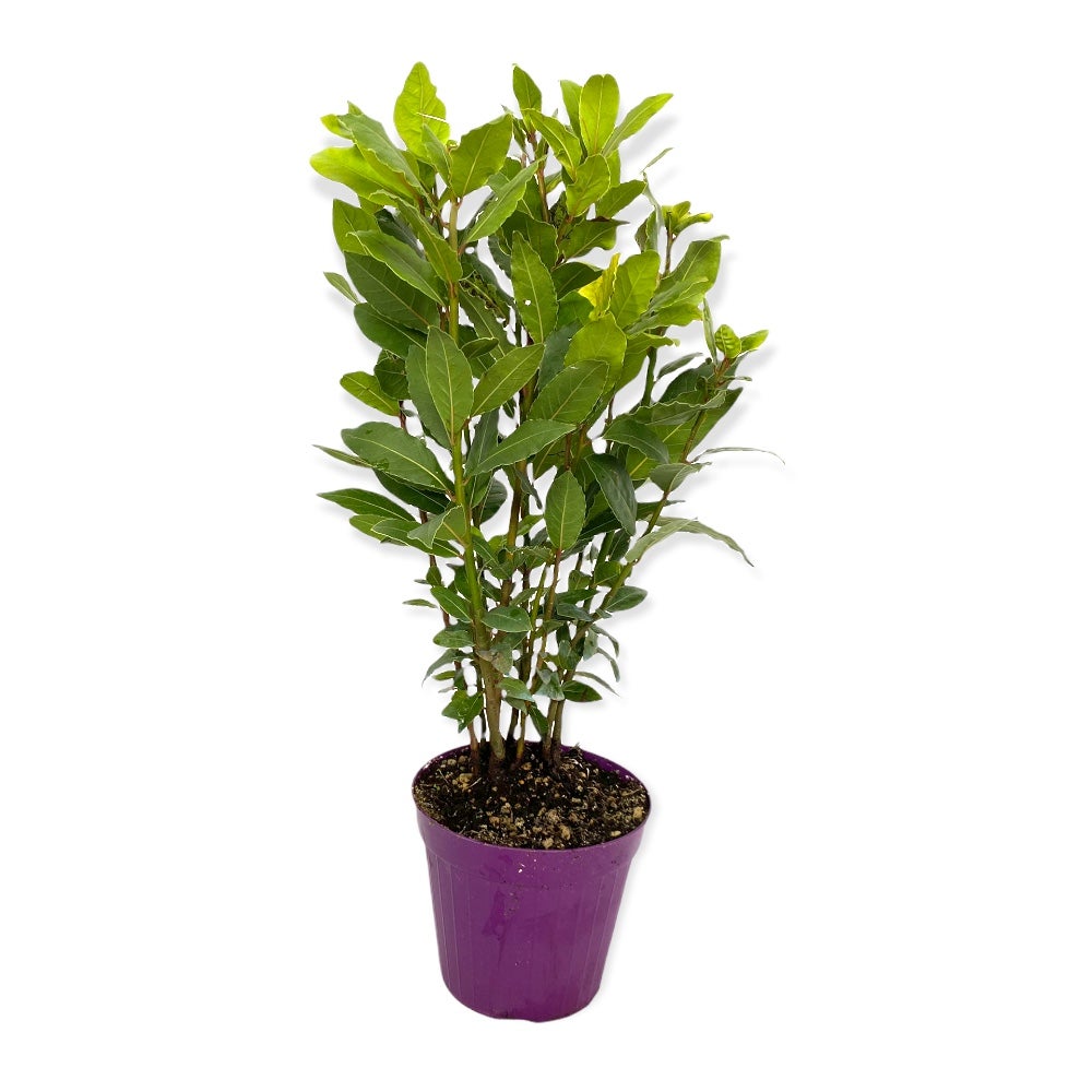 PIANTA Di ALLORO DA SIEPE Laurus Nobilis IN VASO DA 18 CM H 50 70 CM