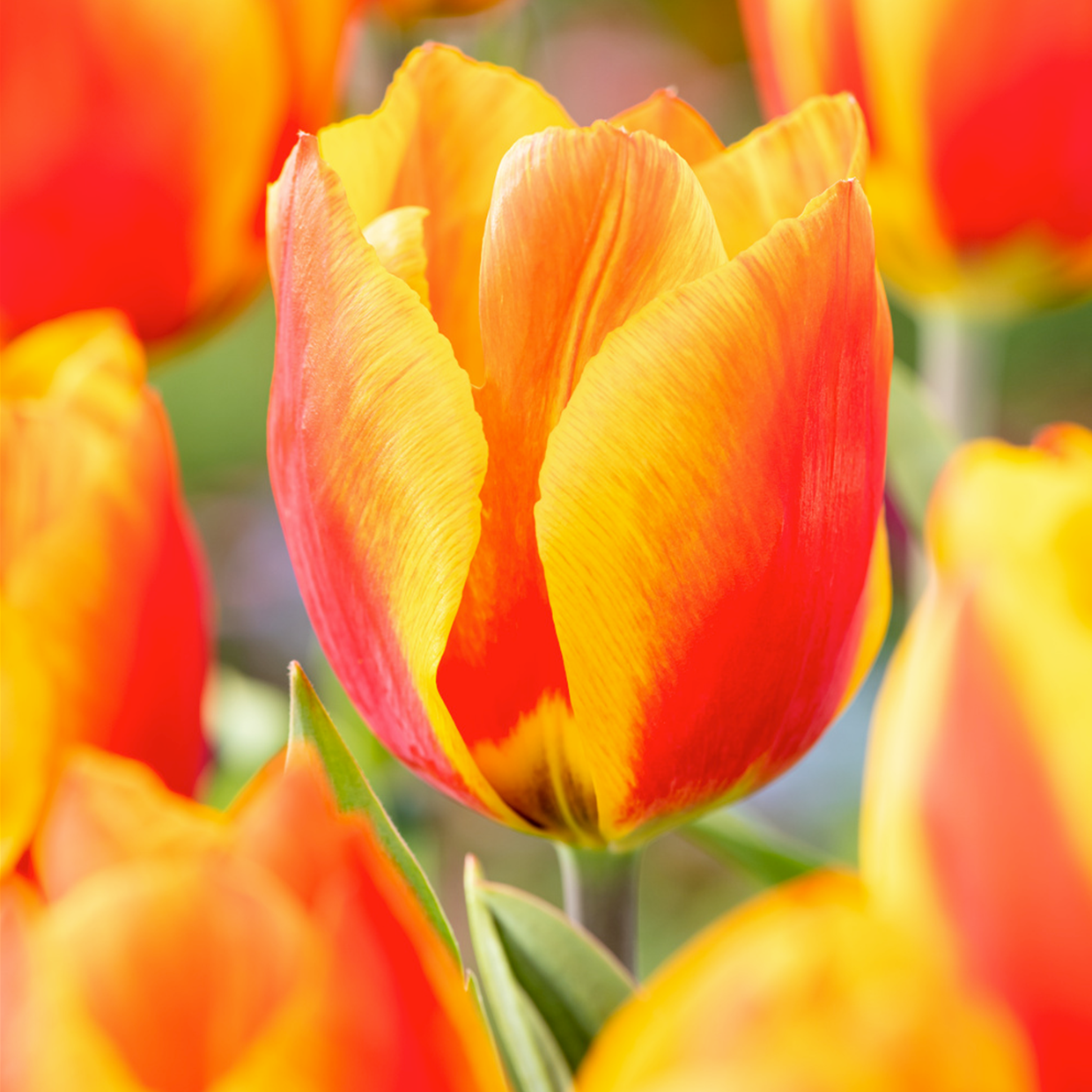 Plant In A Box Tulipa Flair Bulbos De Tulip N X Bulbos De