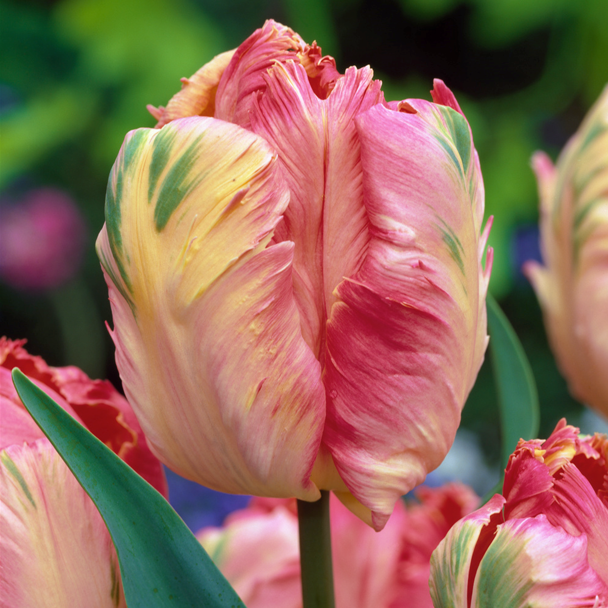 Plant In A Box Tulipa Apricot Parrot Bulbi Di Tulipano X14 Bulbi