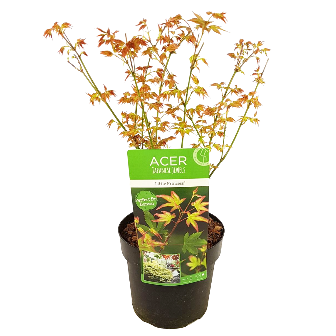 Acer Palmatum Petite Princesse Erable Japonais Pot 19cm Hauteur