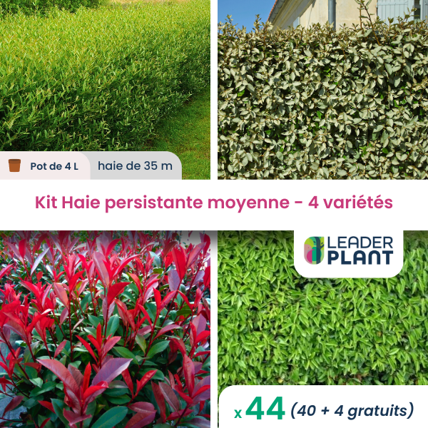 Kit Haie Persistante Moyenne 4 variétés Lot de 44 pots de 4 L