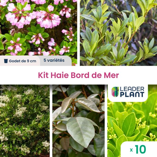 Kit Haie Bord de Mer 5 variétés lot de 10 godets Leroy Merlin