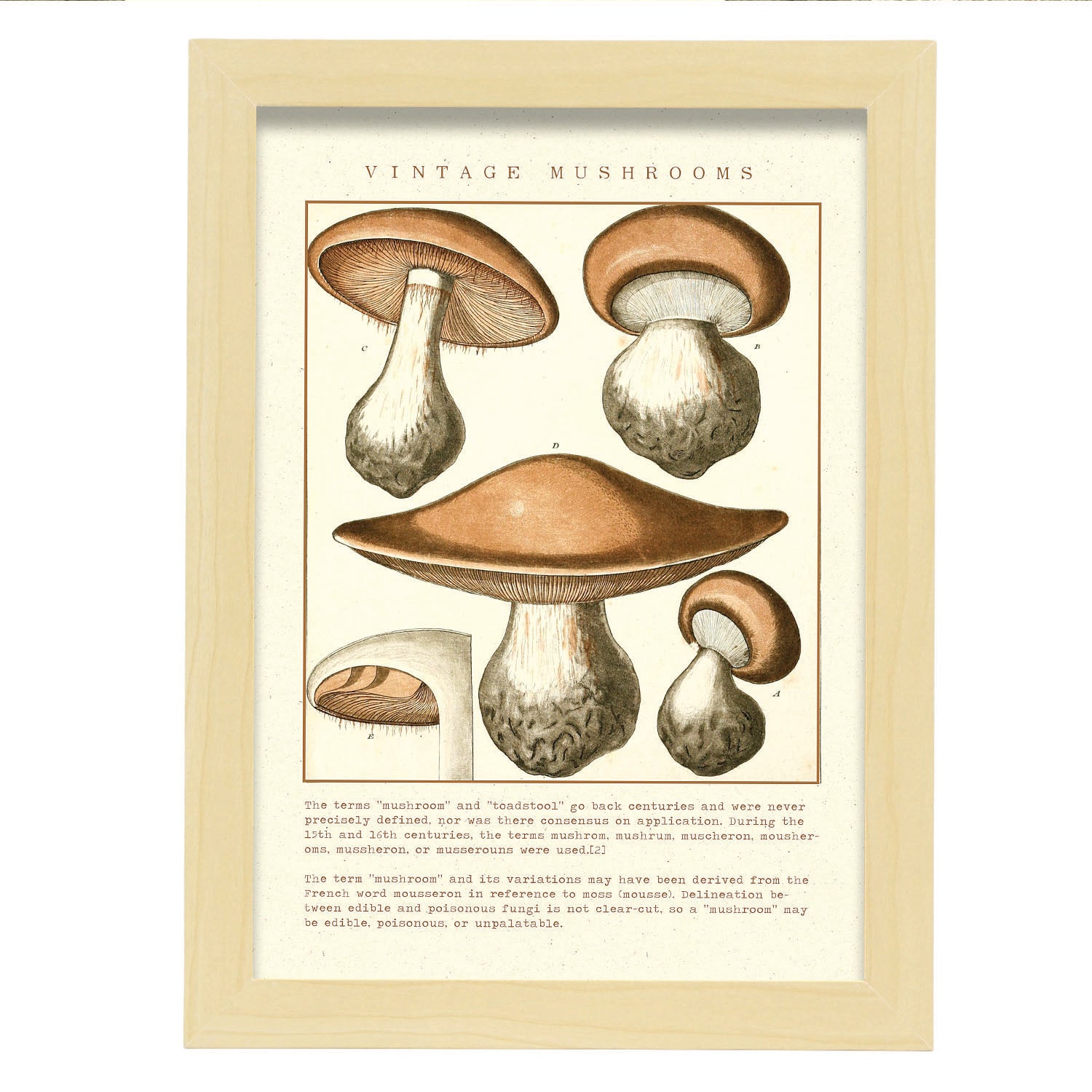 Affiche Nacnic De Champignons Inspir Par De Nature Vintage Cadres