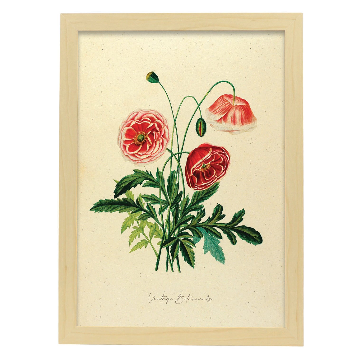 Affiche Nacnic De Coquelicot De Pavot Inspir Par Florale Vintage