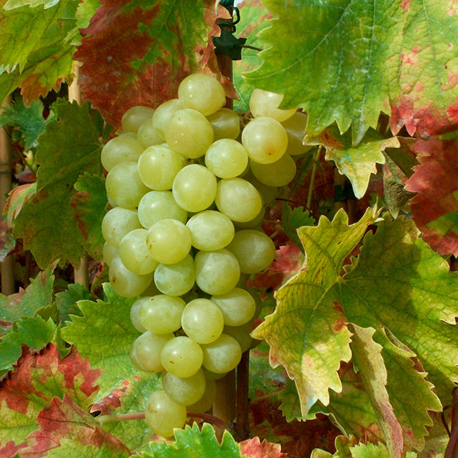 Vigne Italia Vitis Vinifera L Leroy Merlin