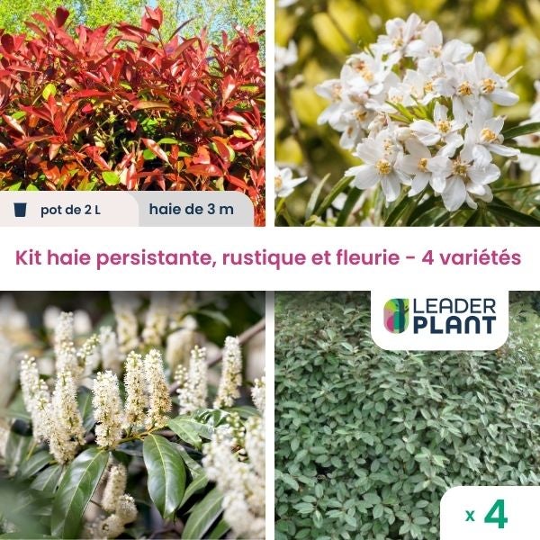 KIT Haie Persistante et Fleurie 4 variétés Lot de 4 plants en pot de