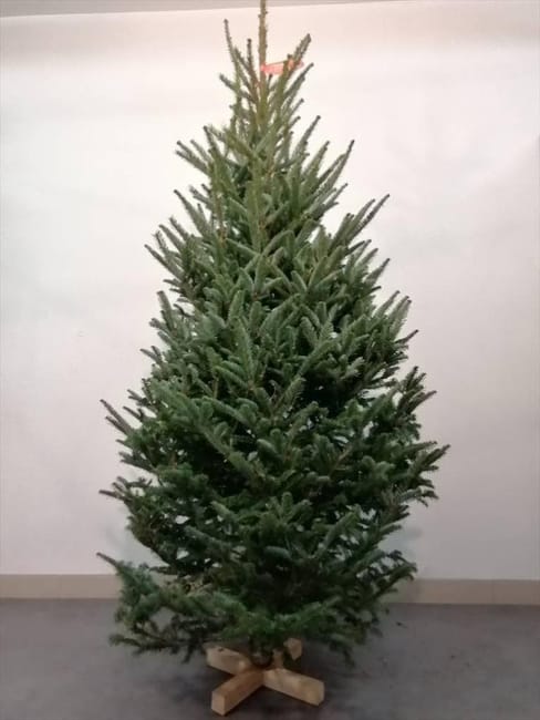 Sapin naturel Fraseri coup H 150 175 cm pied perc Sapin naturel Fraseri coup H 150 175 cm pied perc