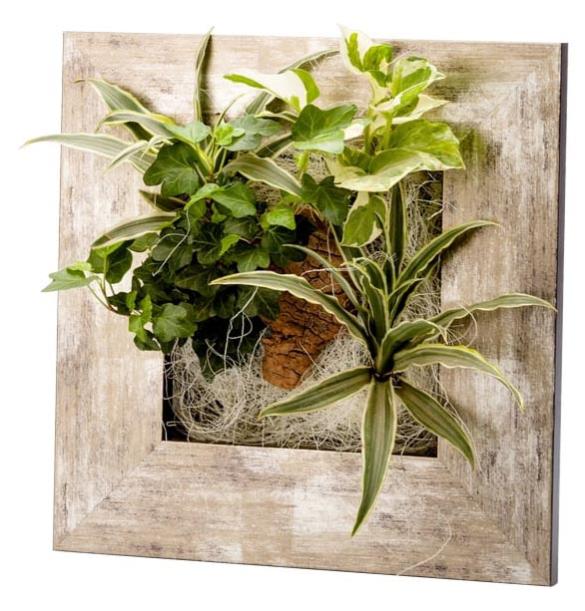Cadre Vegetal Avec Plantes Vivantes Wallflower Metal Vieilli S 31 X 31 Cm Flowerbox Leroy Merlin