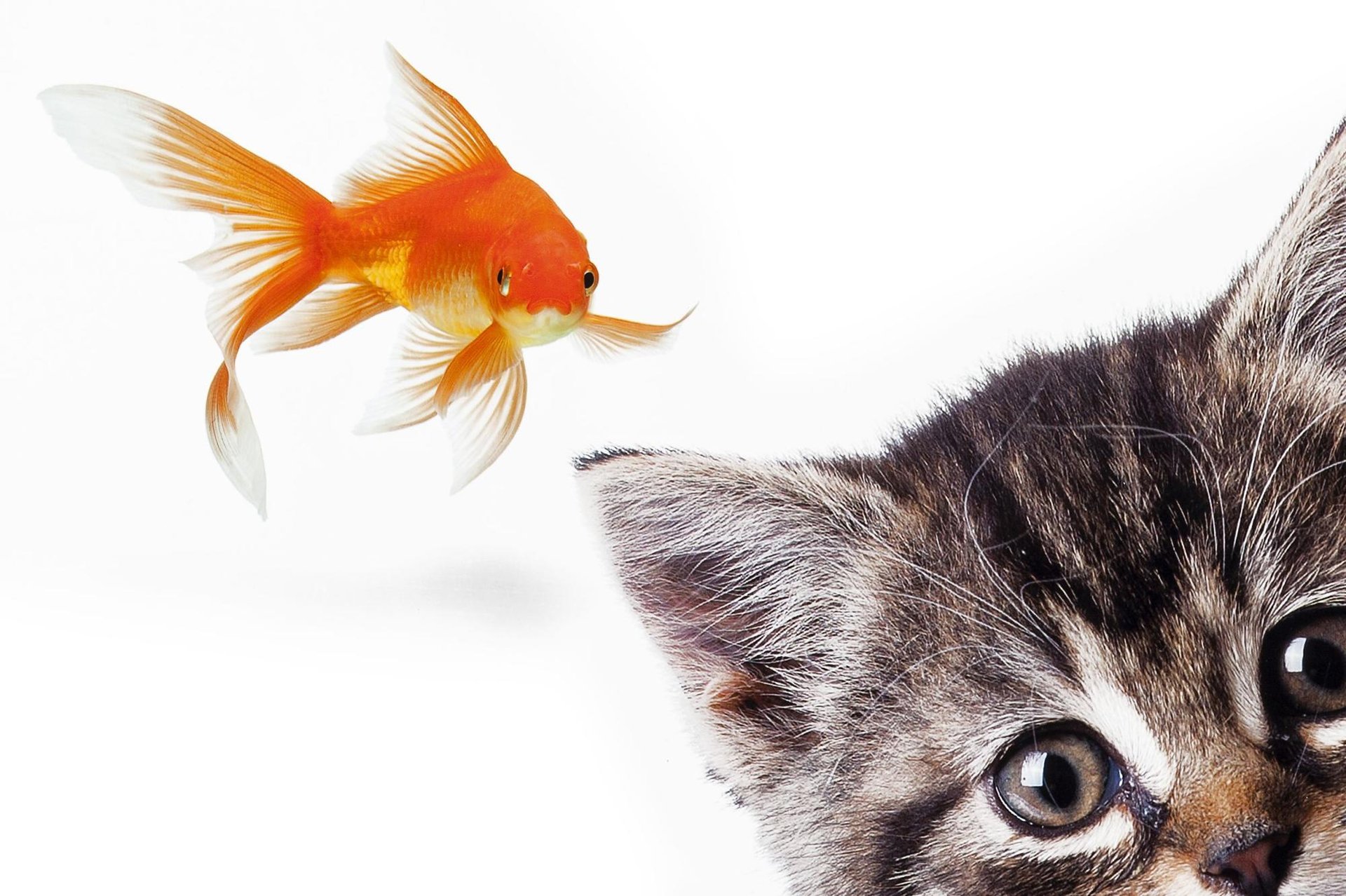Abattant Wc En Mdf Decor Poisson Chat Leroy Merlin Abattant Wc En Mdf Decor Poisson Chat Leroy Merlin