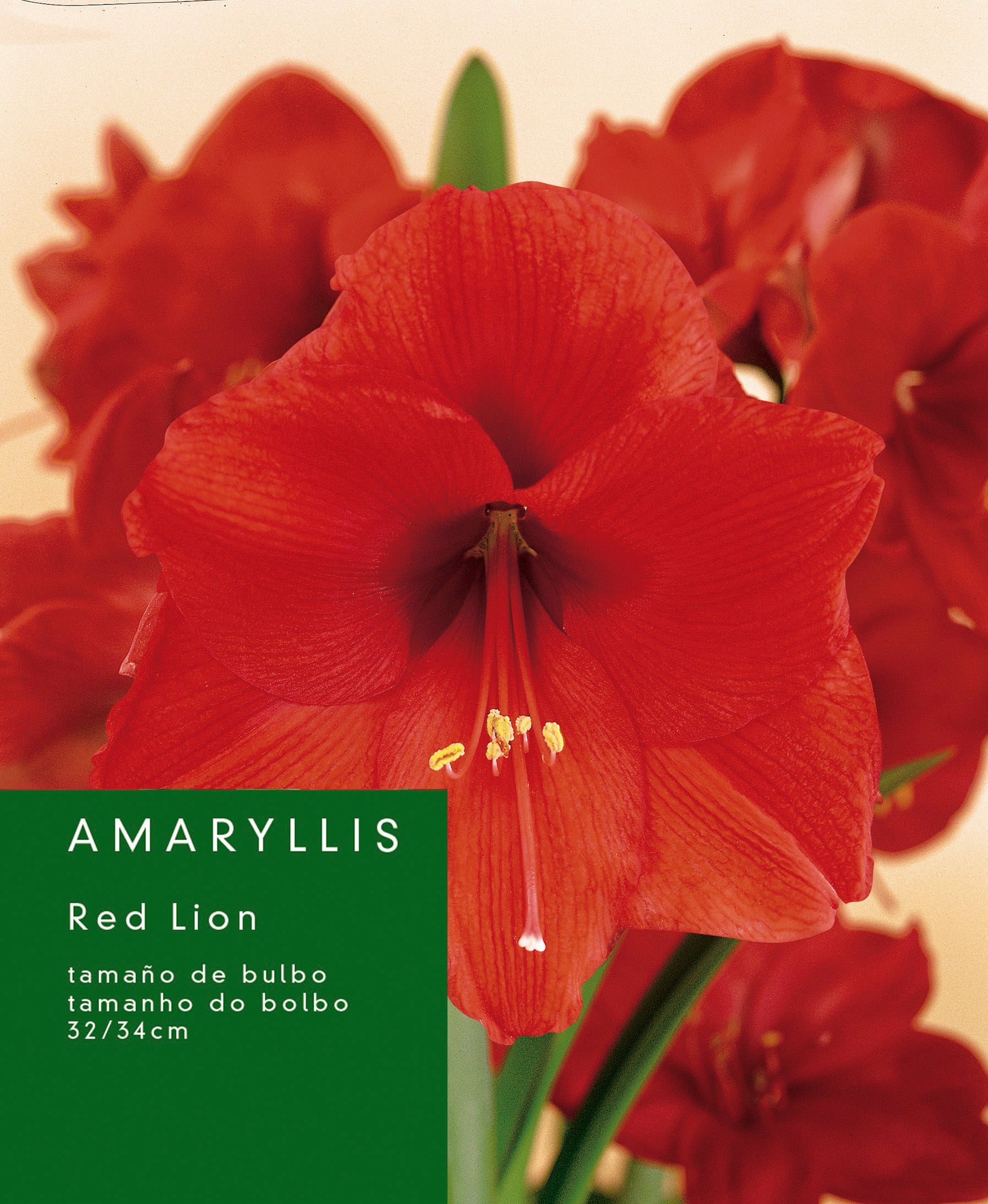 Bulbo de amaryllis GEOLIA Red Lion | Leroy Merlin