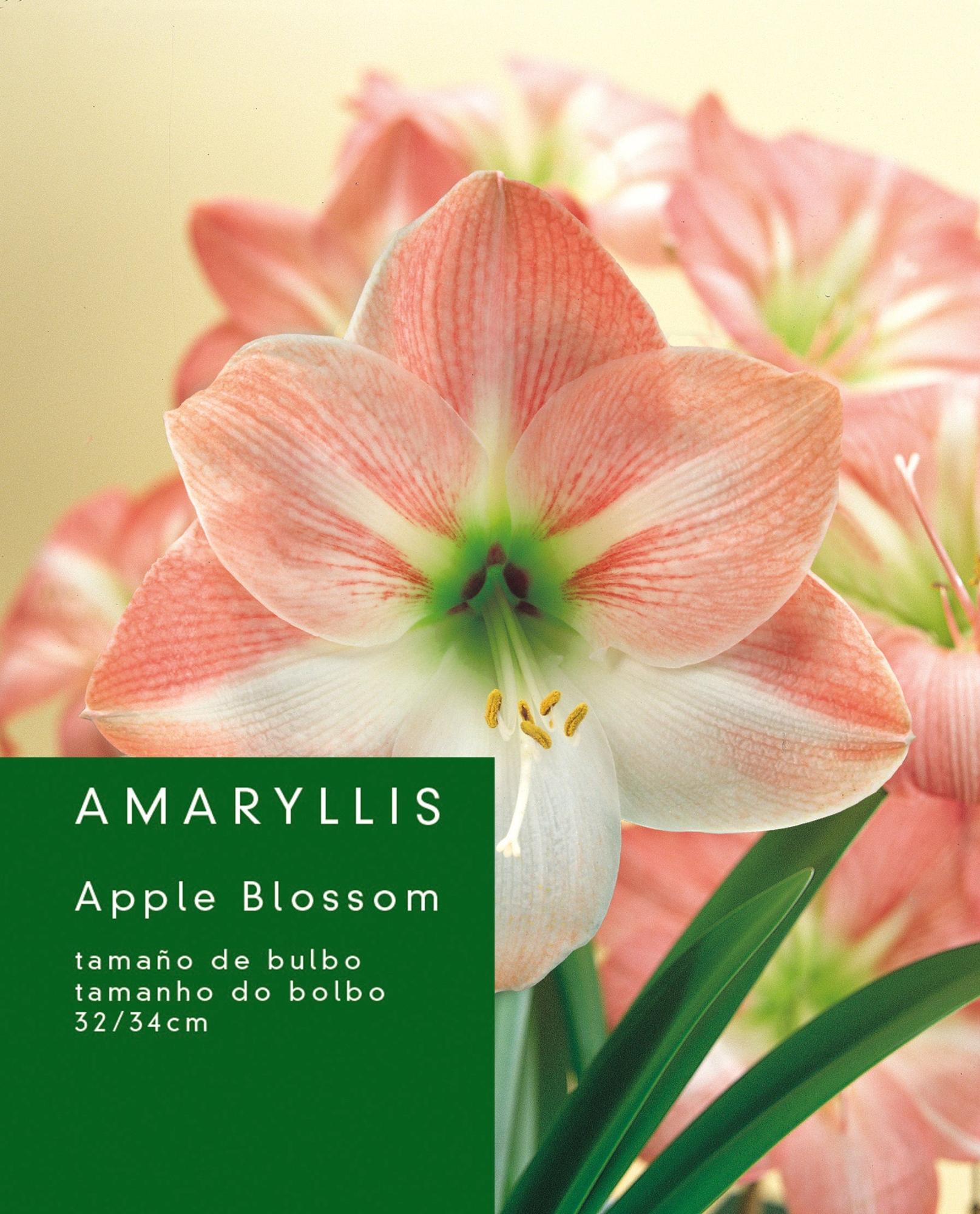 Bulbo de amaryllis GEOLIA Appleblossom | Leroy Merlin