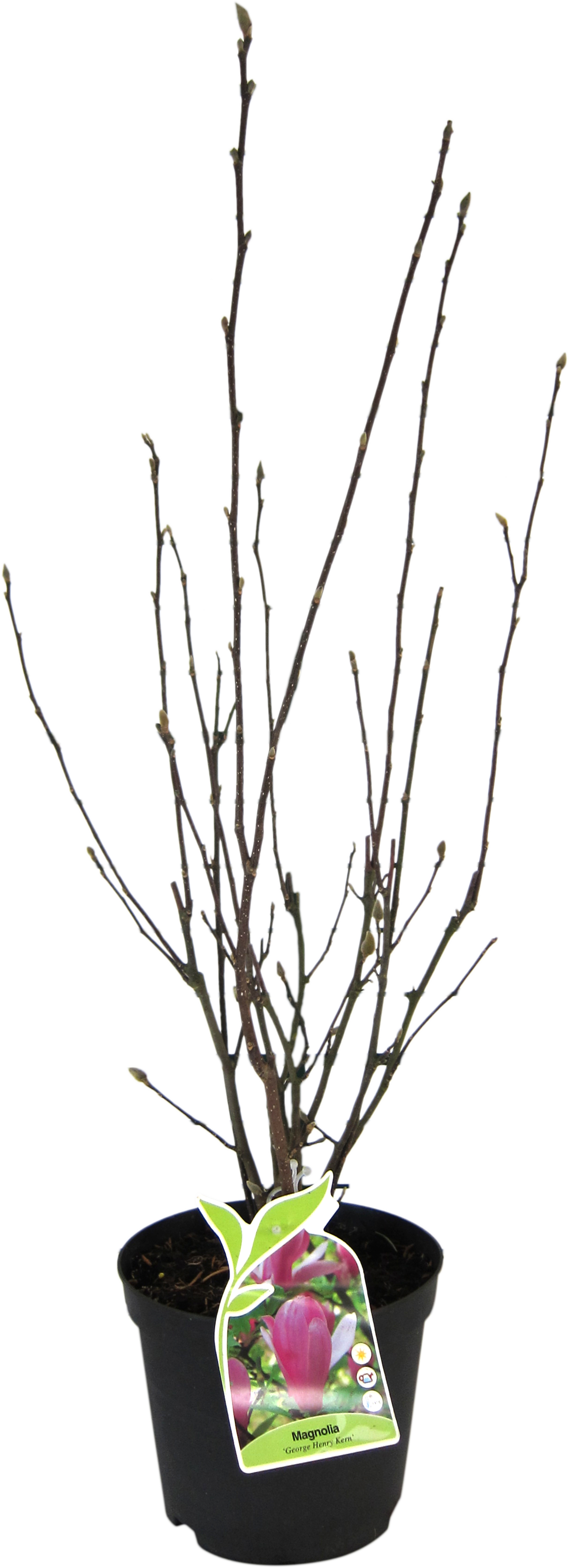 Magnolia soulangeana 25 cm | Leroy Merlin