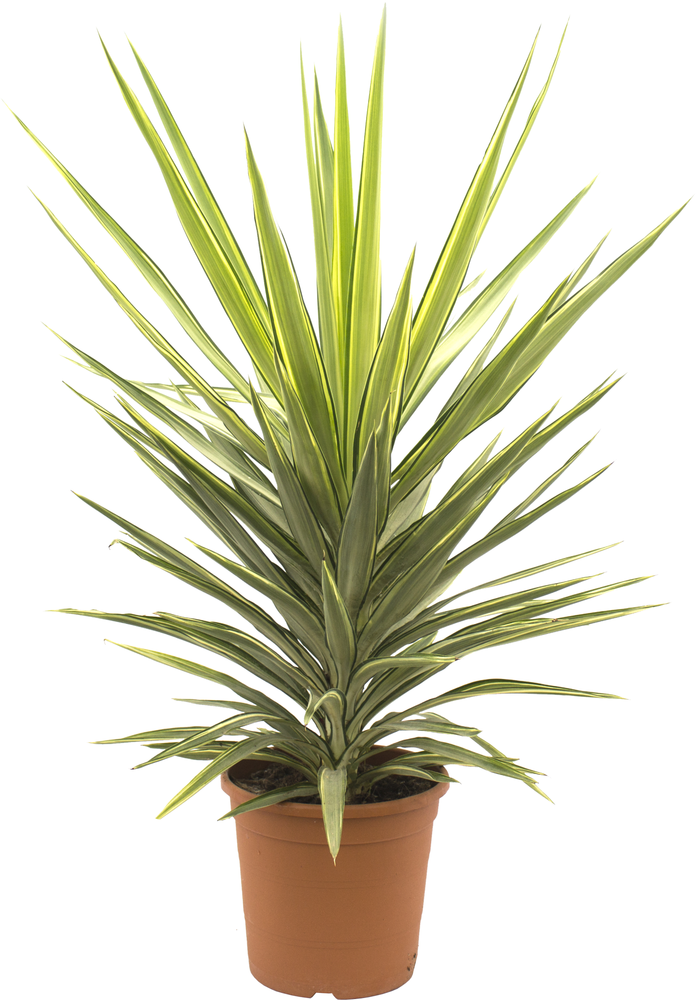 Yucca pianta - piante appartamento - Scopri la pianta di Yucca