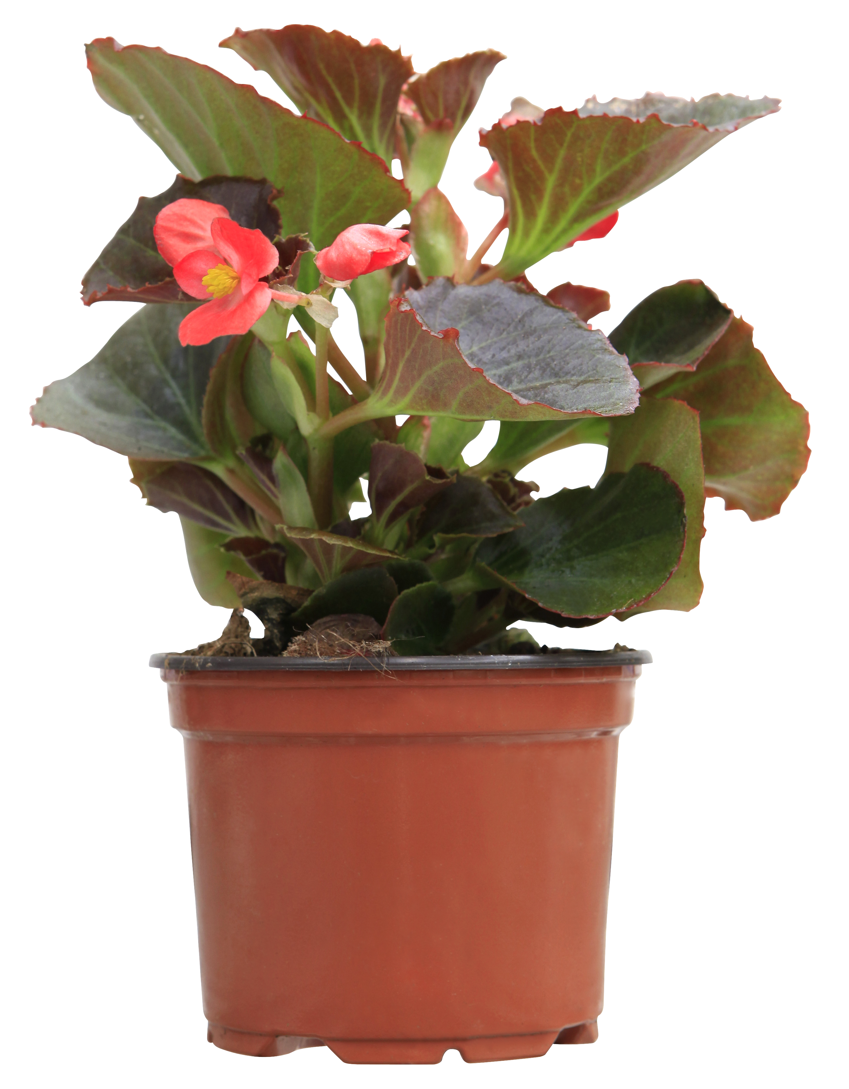 Planta con flores Begonia Semperflorens en maceta de  cm | Leroy Merlin