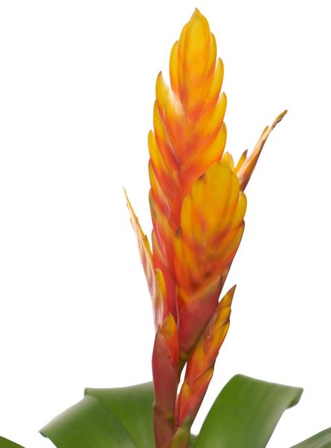 Planta con flores Vriesea Surtida en maceta de 12 cm | Leroy Merlin