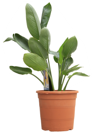 Plantas strelitzia: compra online | Leroy Merlin