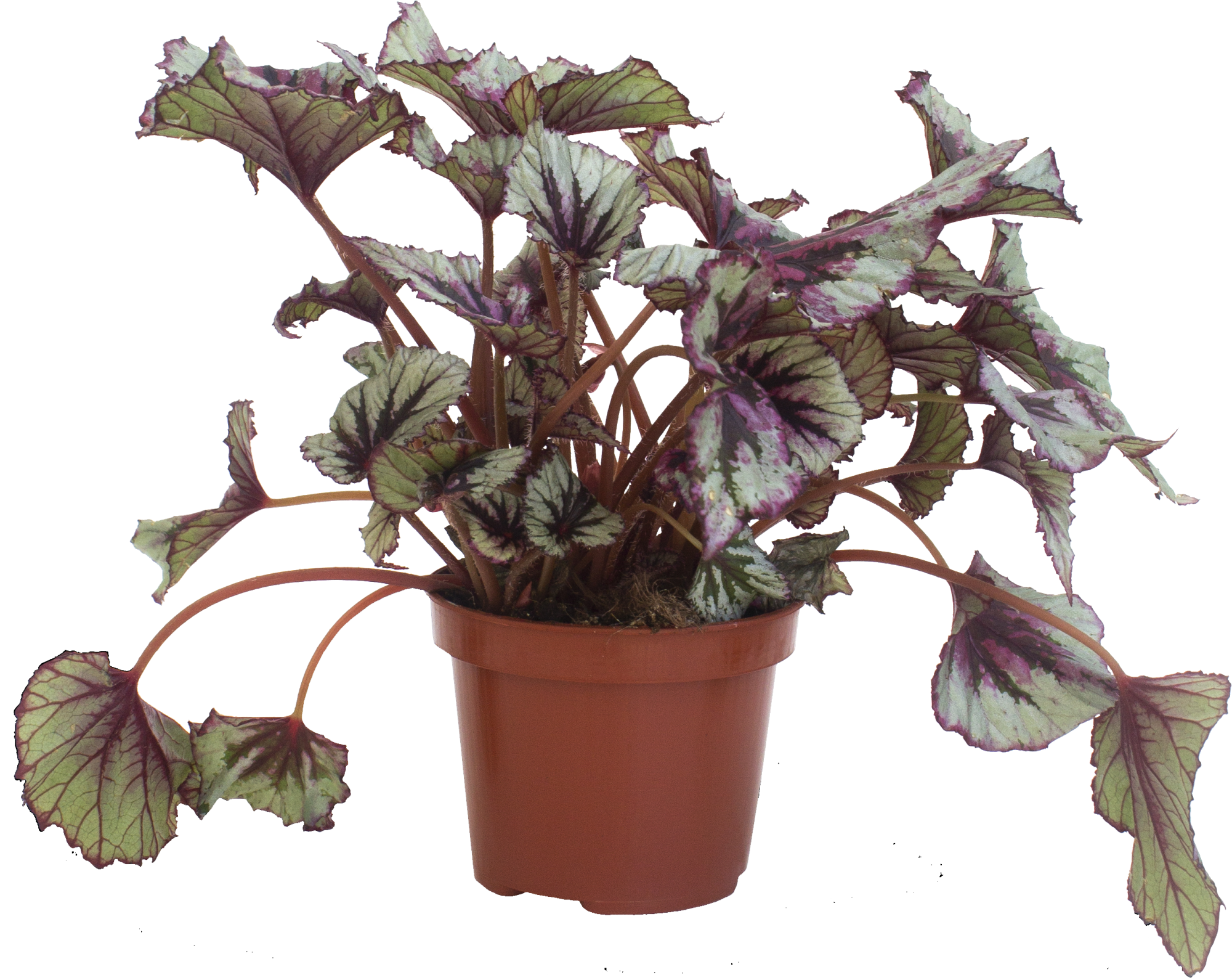 Planta con flores Begonia Rex-Hybrido en maceta de 12 cm | Leroy Merlin