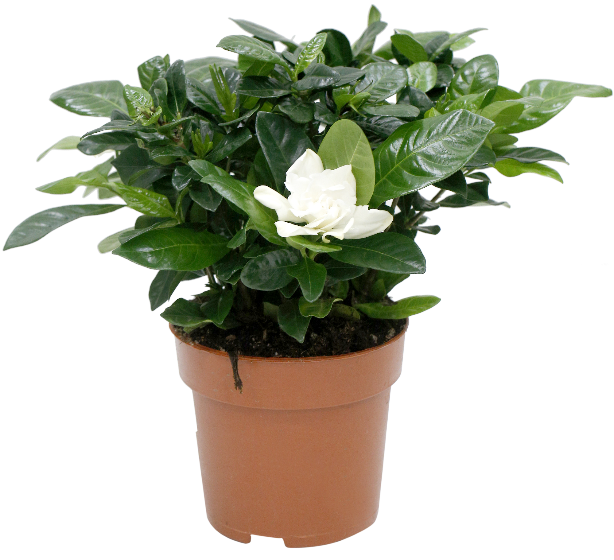 Gardenia Jasminoides M14 | Leroy Merlin