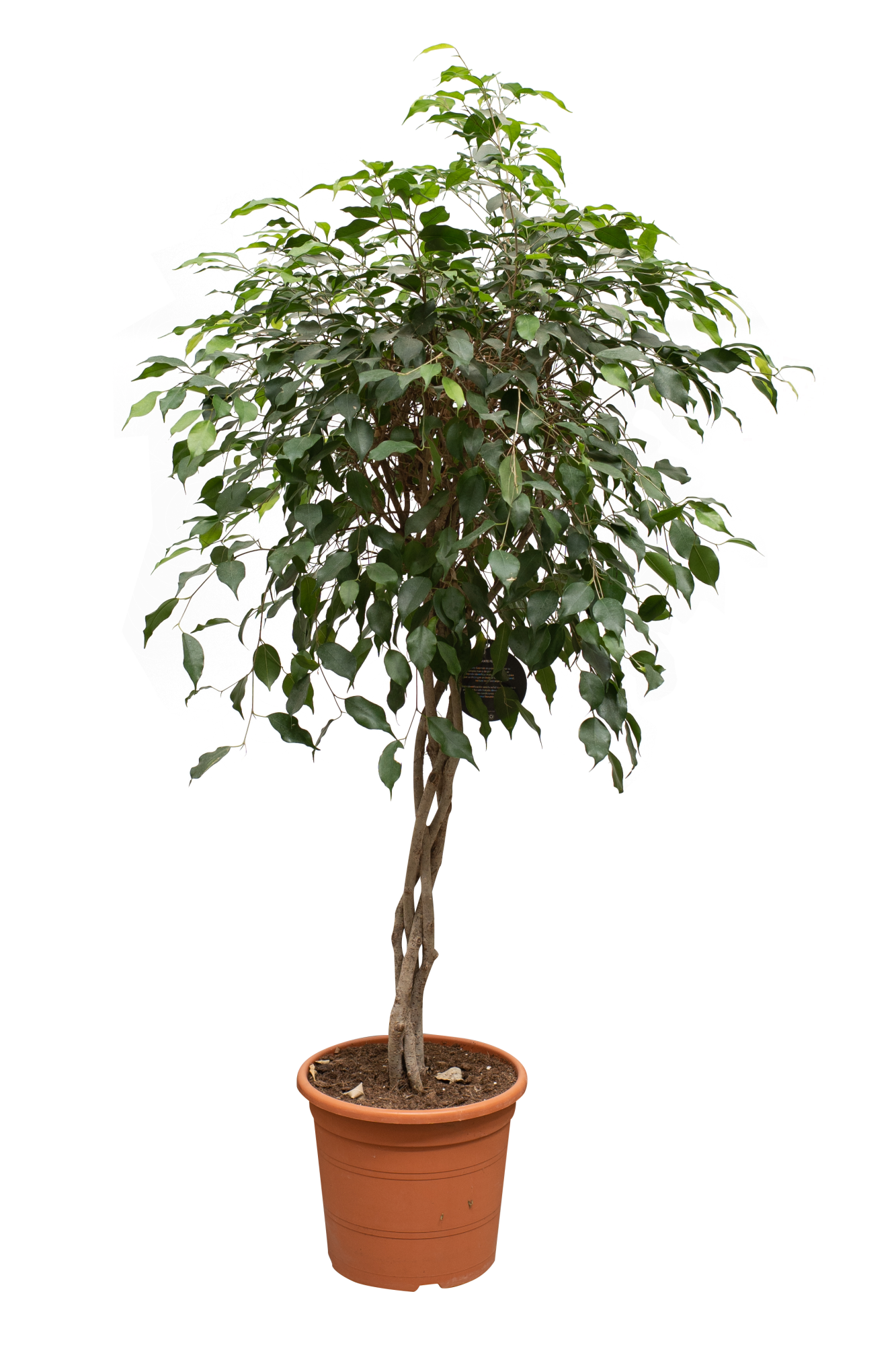 Planta verde Ficus Benjamina en maceta de 32 cm | Leroy Merlin