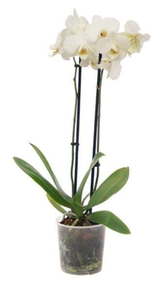 Orquídeas Phalaenopsis en maceta de 12 cm | Leroy Merlin