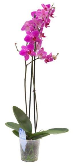 Orquídea Natural - Phalaenopsis - Maceta 12cm. - Altura aprox
