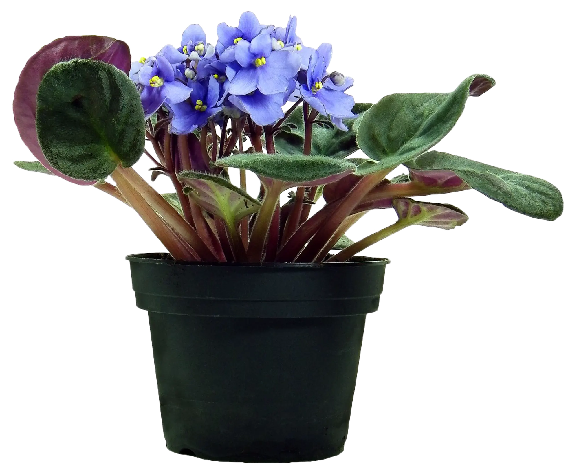 Planta con flores Saintpaulia en maceta de 12 cm | Leroy Merlin