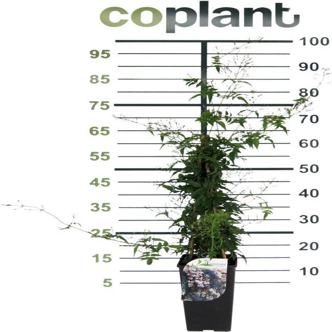 Jazmín (Jasminum polyanthum) en maceta D5 cm | Leroy Merlin