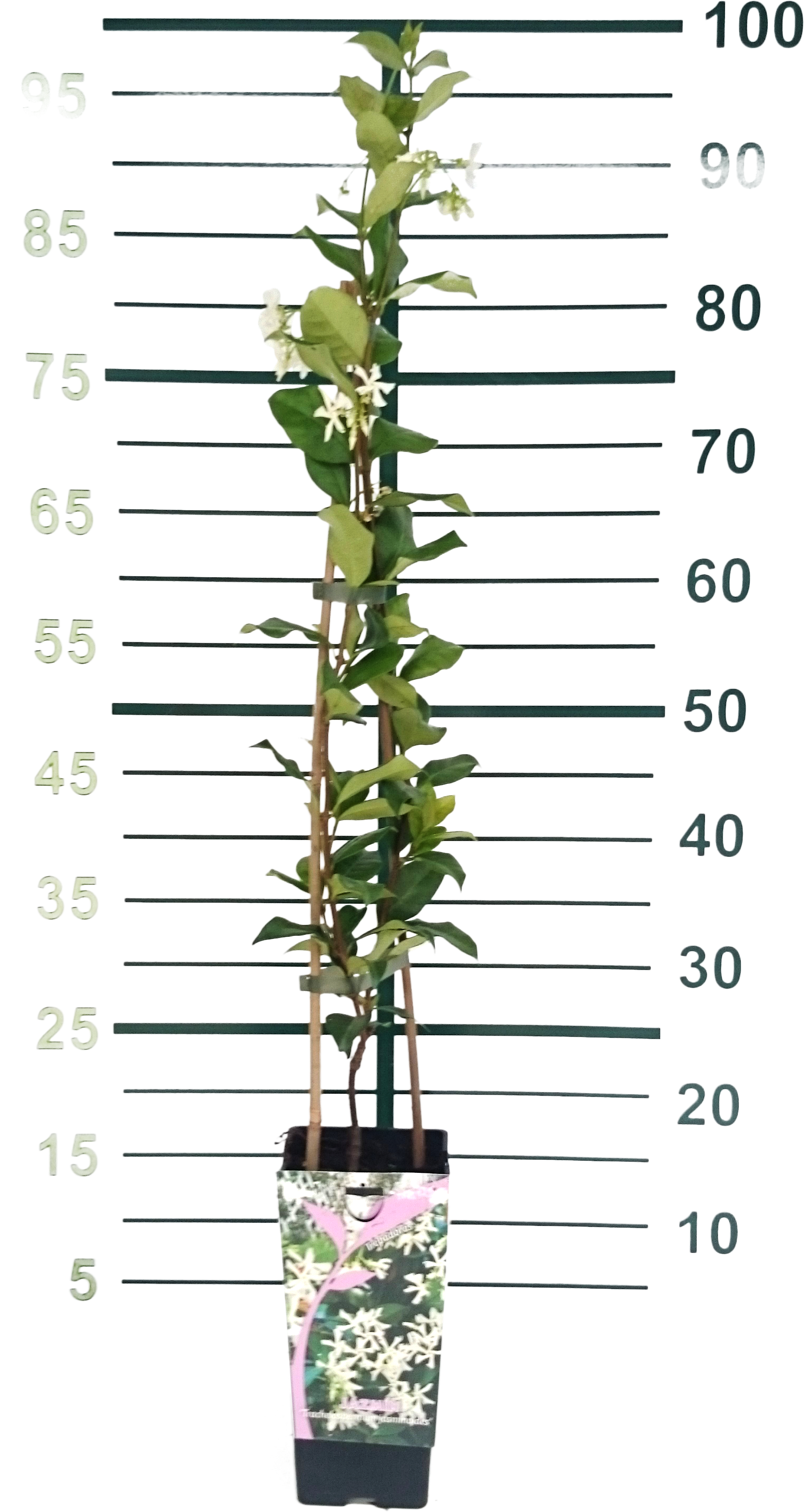 Jazmín estrella (Trachelospermum jasminoides) maceta D5 cm | Leroy Merlin