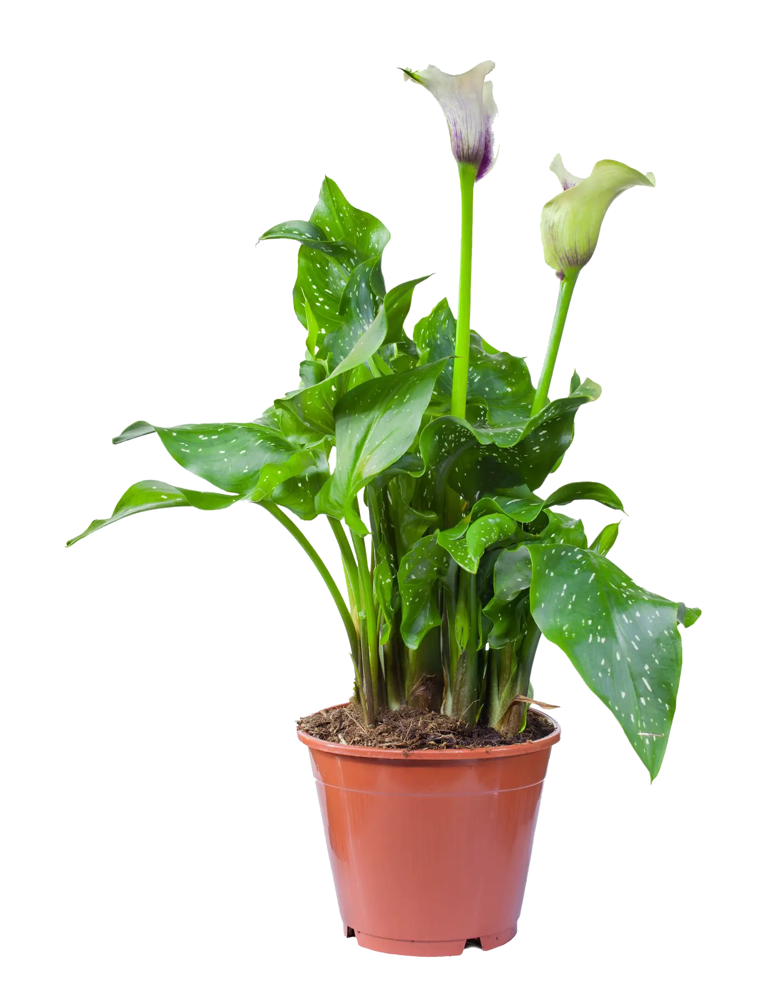 Planta con flores Zantedeschia Aethiopica en maceta de 12 cm | Leroy Merlin