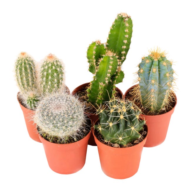 mezcla Cría lámpara Cactus Cactaceae en maceta de 10.5 cm | Leroy Merlin