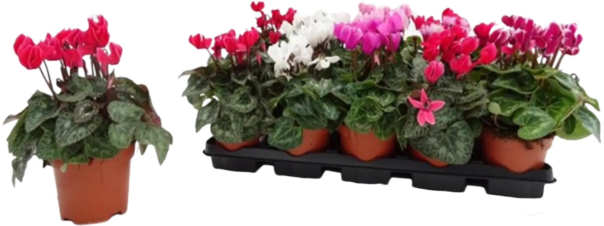 Planta con flores Cyclamen Halios en maceta de 12 cm | Leroy Merlin