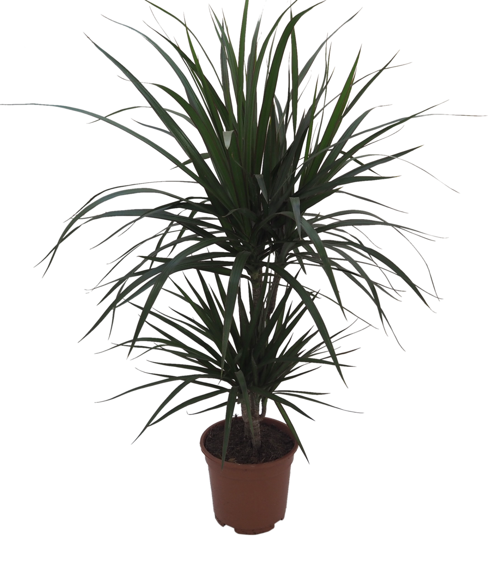 Leaf Pianta Tropicale Artificiale Di Palma Dracaena, 90 Cm