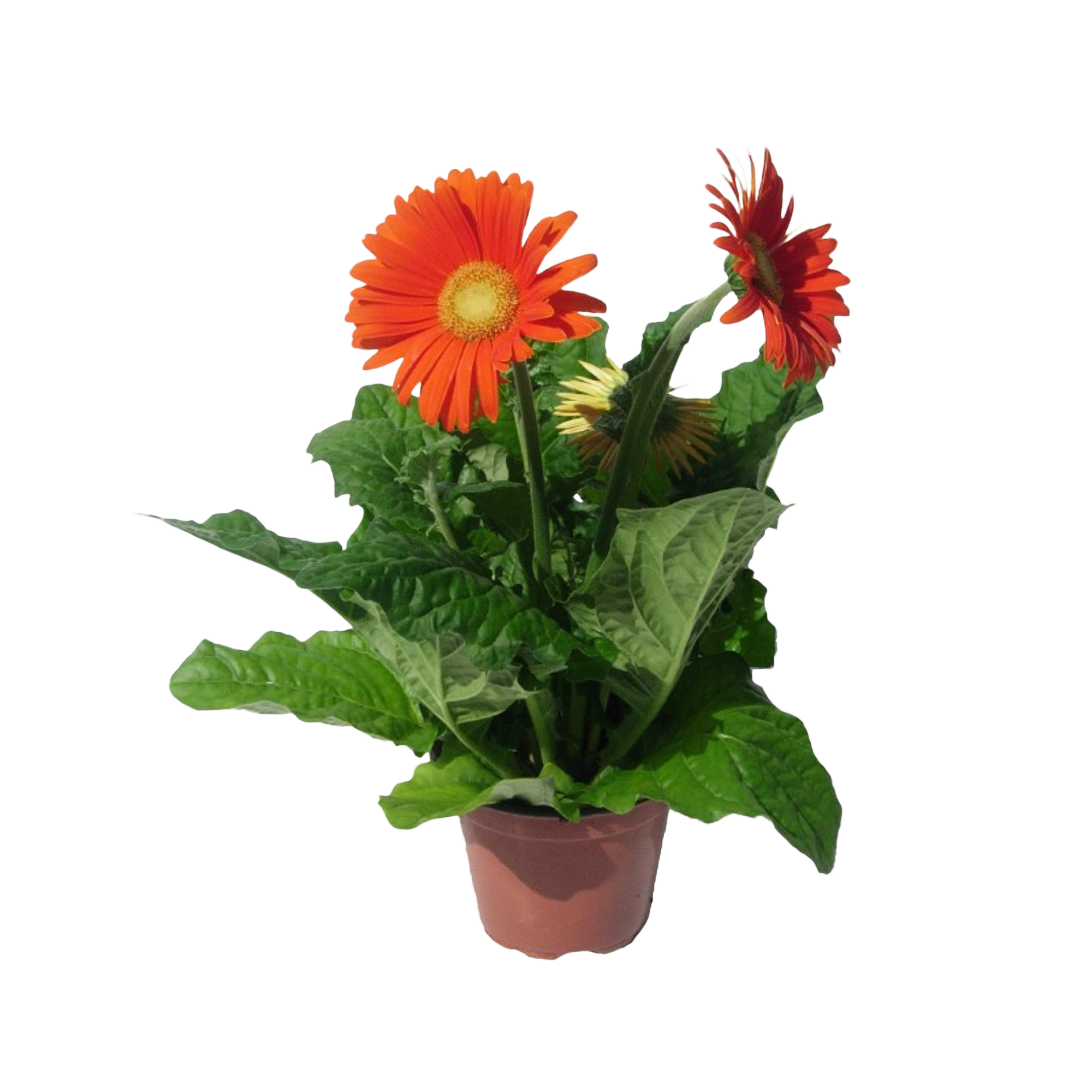 Gerbera 12 cm | Leroy Merlin