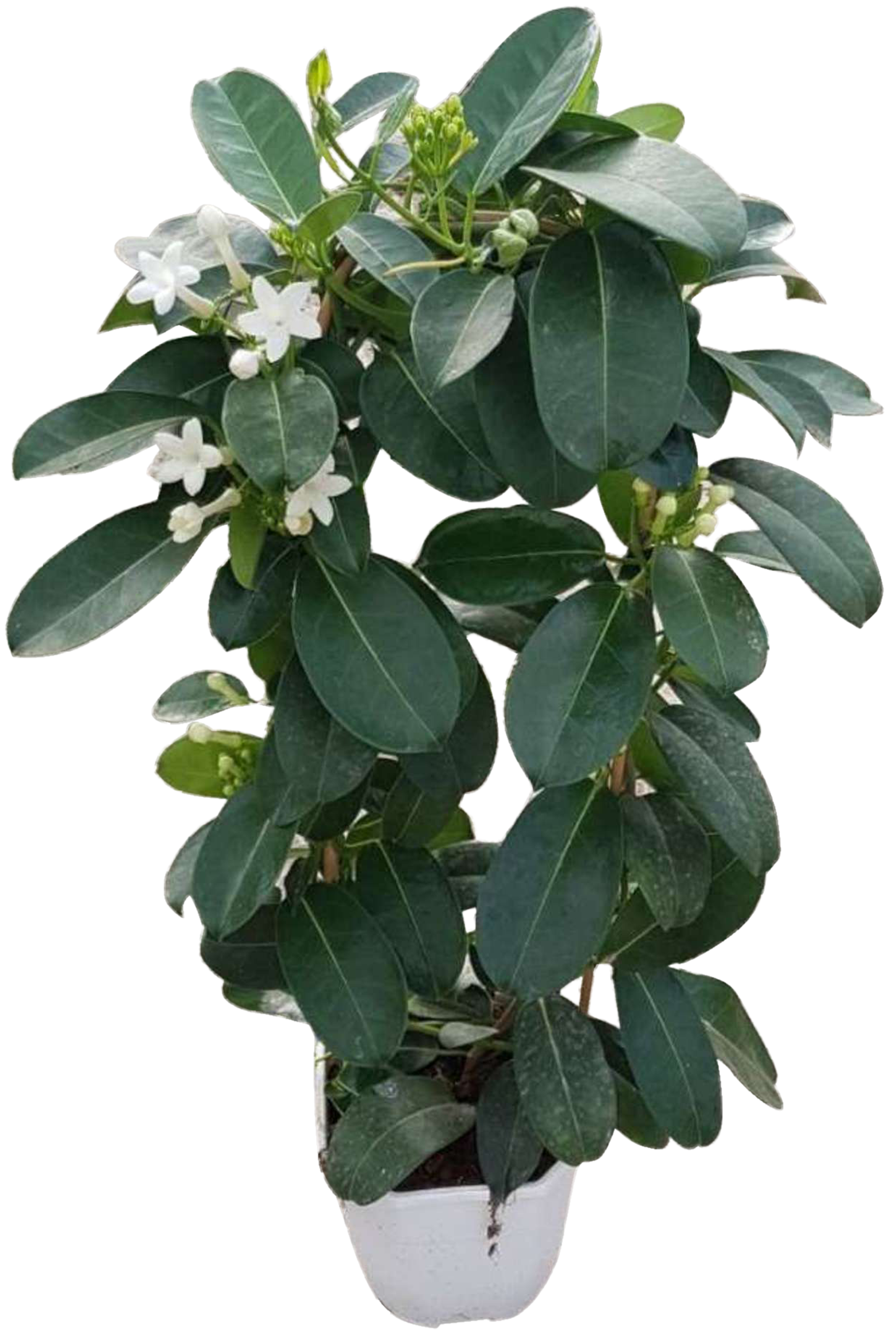 Stephanotis en arco en maceta de 17 cm | Leroy Merlin