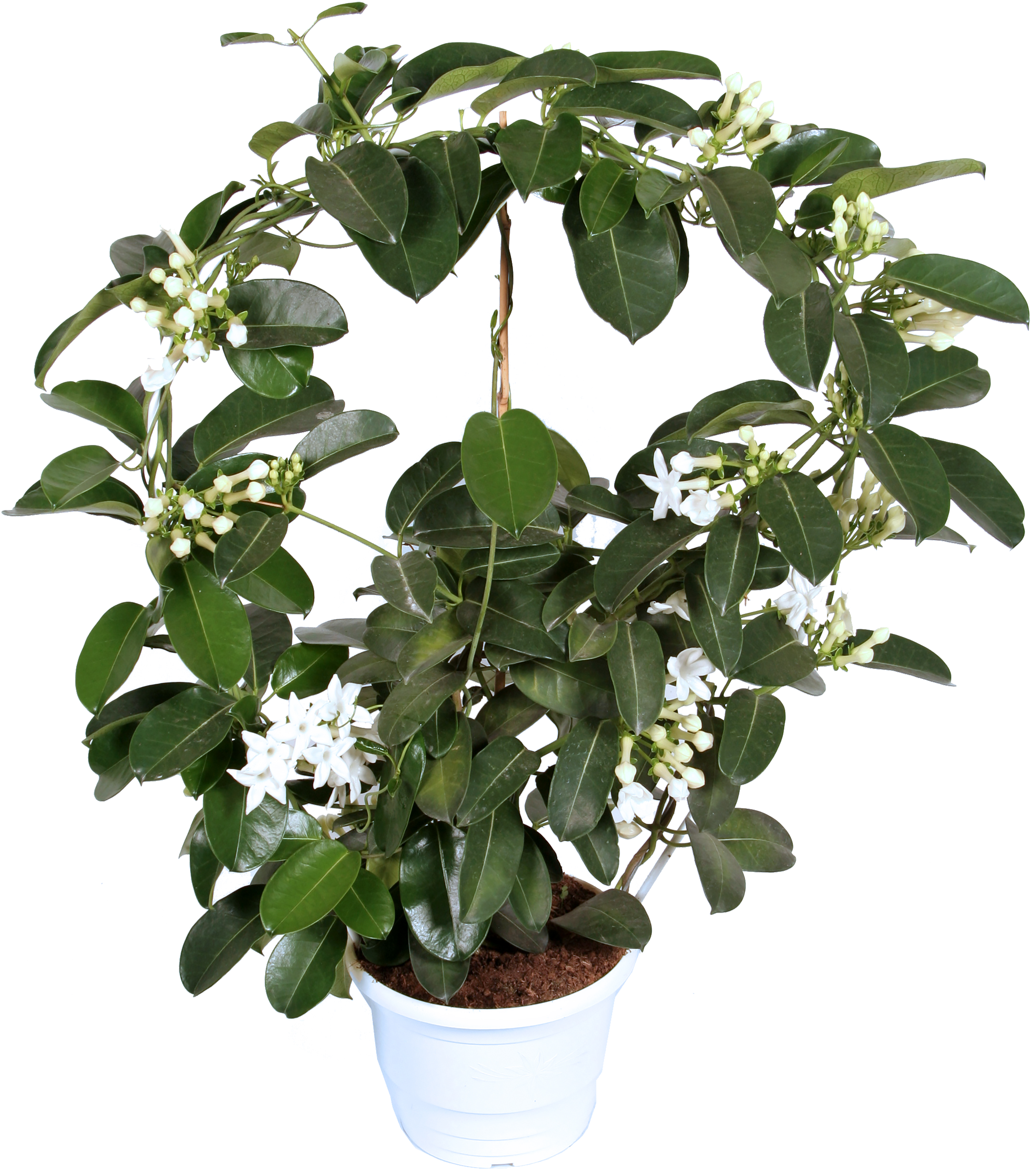 Stephanotis en maceta de 21 cm | Leroy Merlin