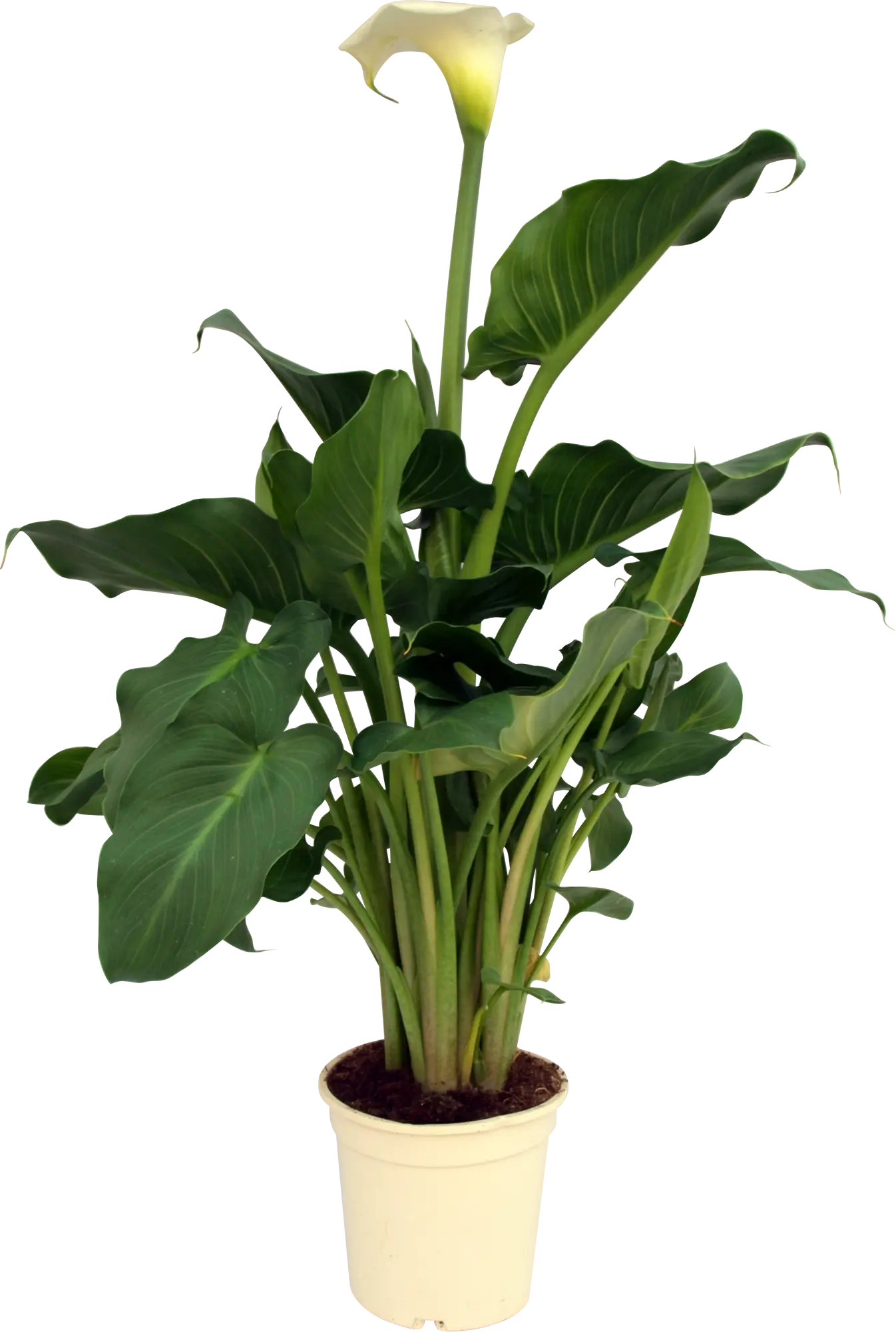 Planta con flores Zantedeschia en maceta de 17 cm | Leroy Merlin