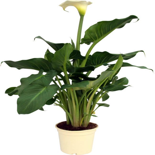 Planta con flores Zantedeschia en maceta de 17 cm | Leroy Merlin