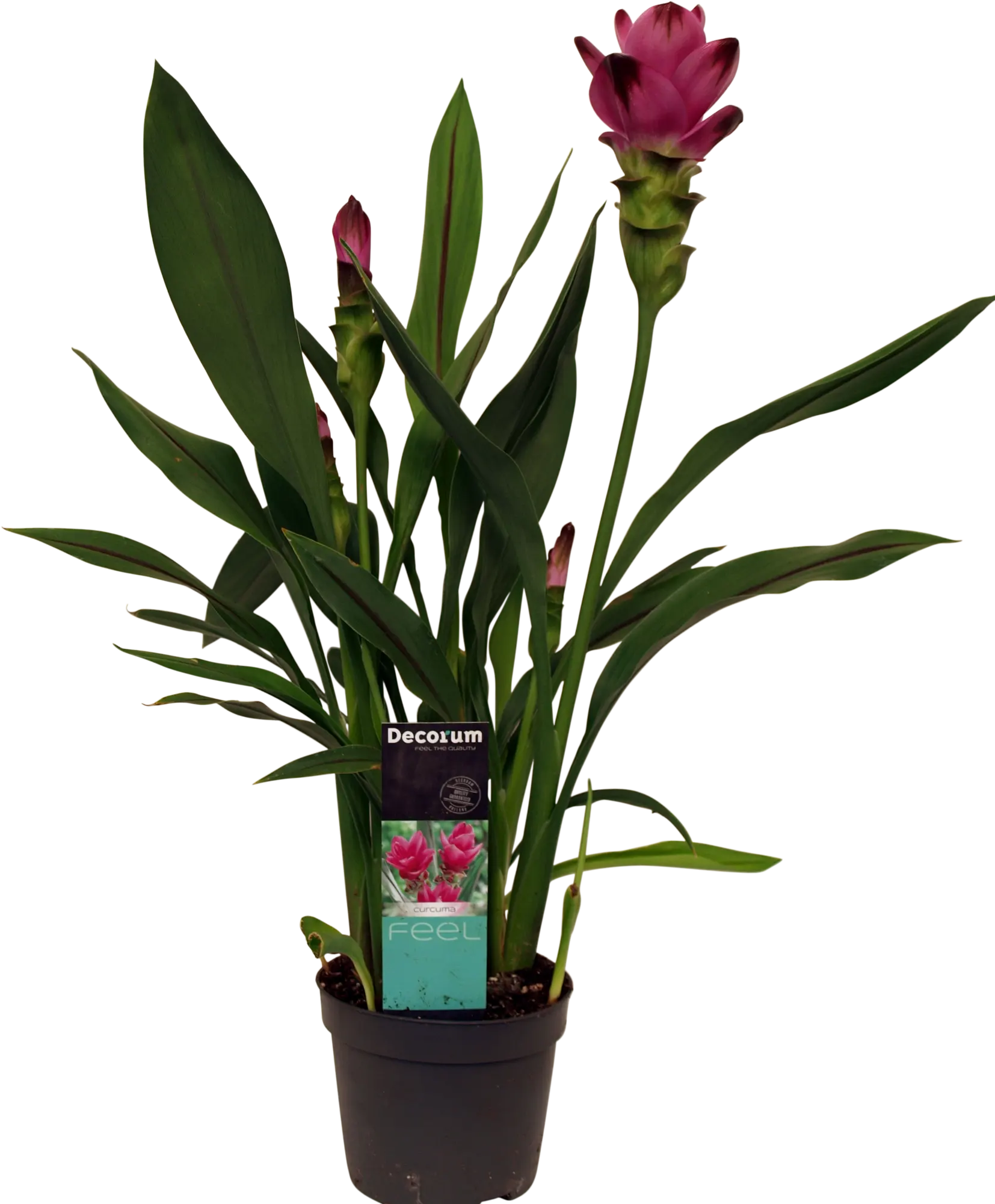Planta con flores Curcuma Alismatifolia en maceta de 13 cm | Leroy Merlin