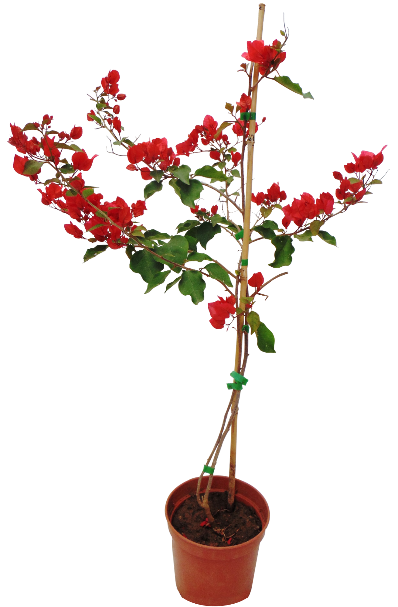 Planta con flores Buganvilla en maceta de 19 cm | Leroy Merlin