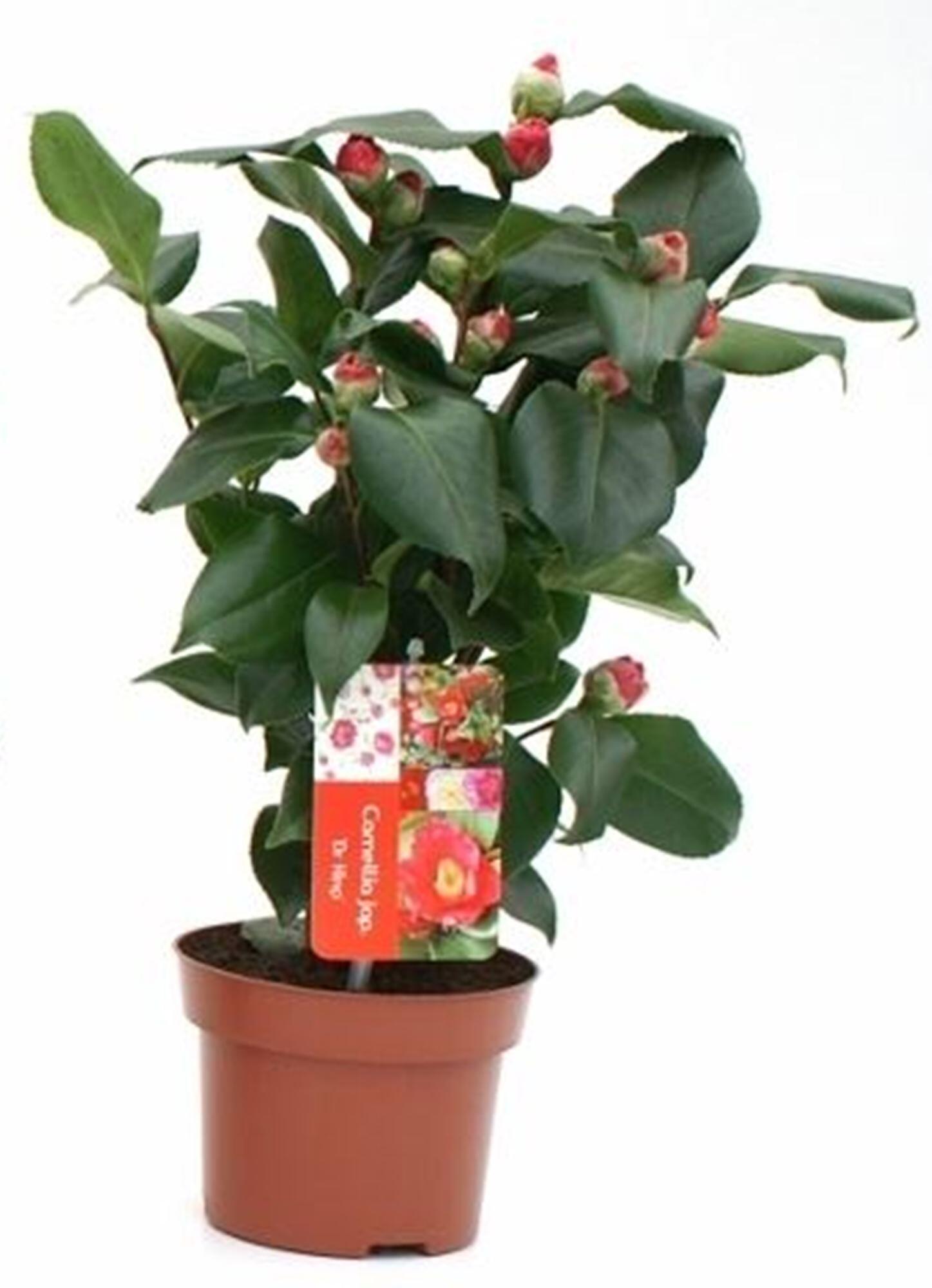 Planta con flores Camelia en maceta de 13 cm | Leroy Merlin