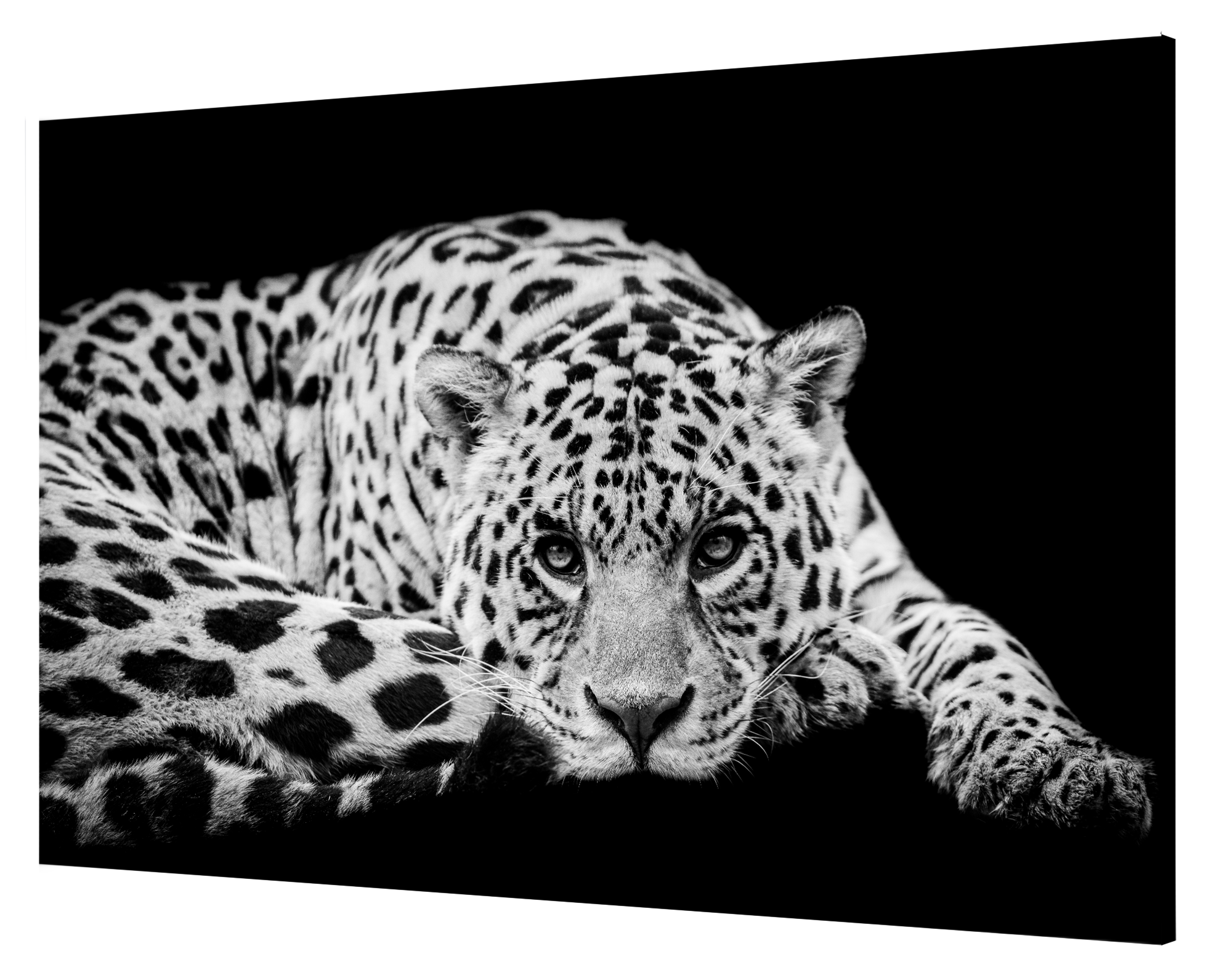 Cuadro alto brillo leopardo 100x140 cm