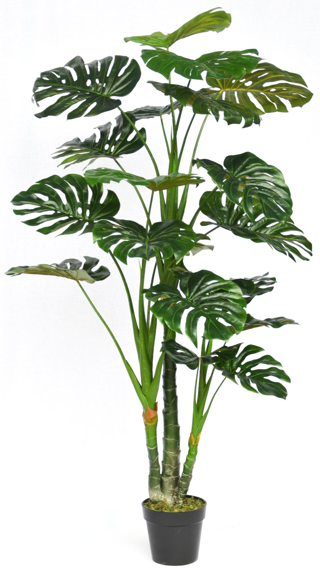 Planta artificial monstera de 150 cm de altura en maceta de 18 cm de la marca Sin marca Planta artificial monstera de 150 cm de altura en maceta de 18 cm de la marca Sin marca